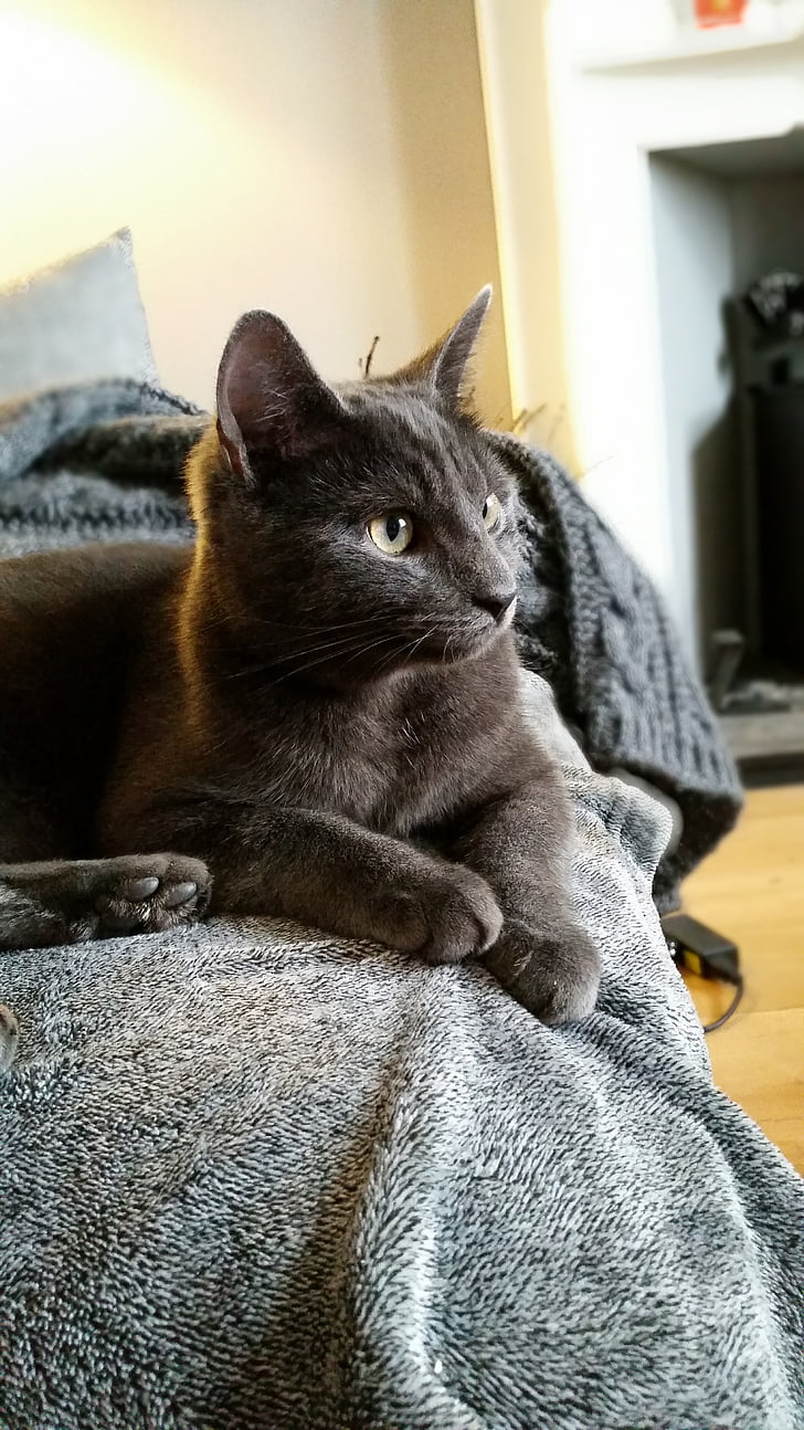 cat, grey, sitting
