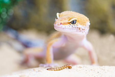 gecko, reptile, terrarium, lizard, scale, macro, one animal