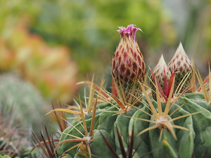 Cactus, i baccelli, giardino botanico di piante grasse, Fiore spinoso
