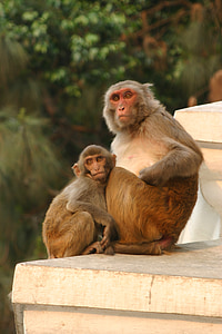 beždžionė, Katmandu, Nepalas, mažai beždžionių