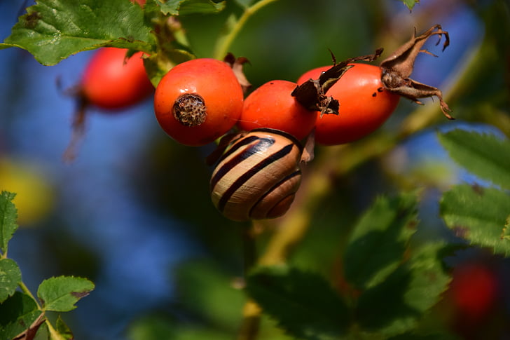 rose hip, ripe, forest, berry, fruit, plant, food