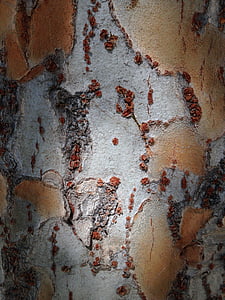 bark, tekstur, Birk, økologisk, natur, naturlige, træ
