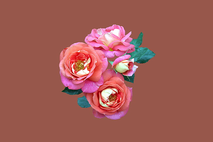 Bad kissingen, roosi aed, tõusis, roosa lill, Sulgege, floribunda suvepäikese, roosa värv