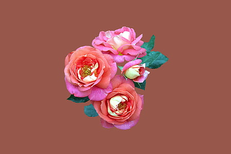 Bad kissingen, Rožni vrt, Rose, vrtnice cvet, blizu, floribunda poletnega sonca, roza barve