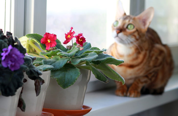 chat, Bengali, animal de compagnie, sur le rebord de la fenêtre, race, fenêtre de, violet