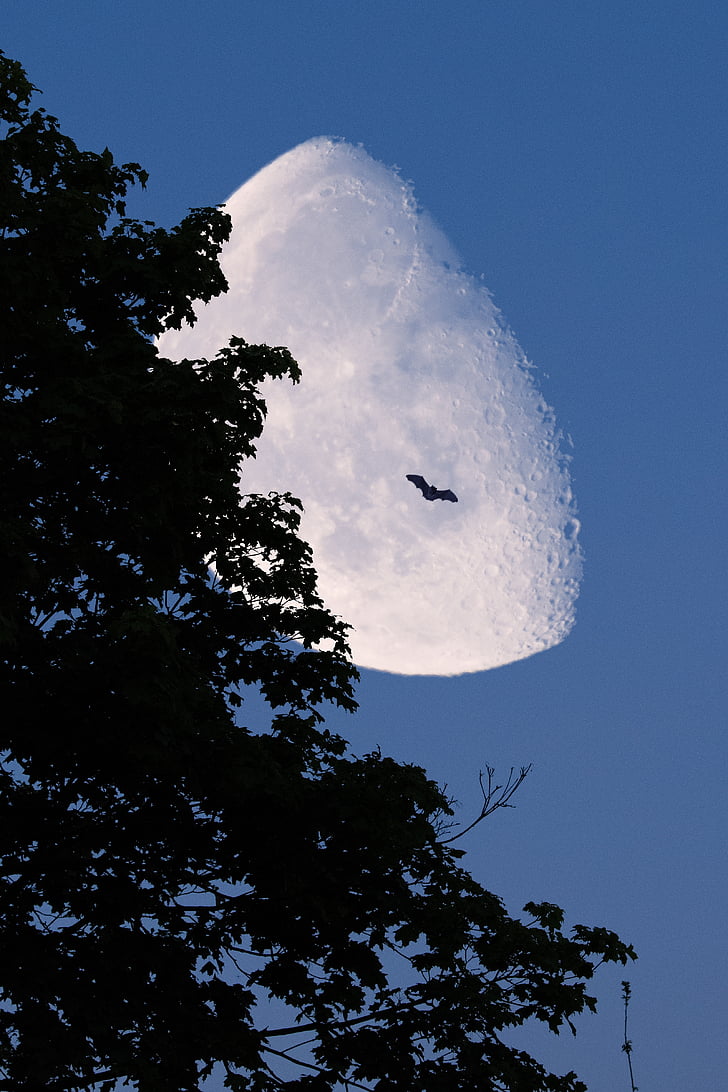 місяць, дерево, ніч, силует, Місячне сяйво, летюча миша, небо