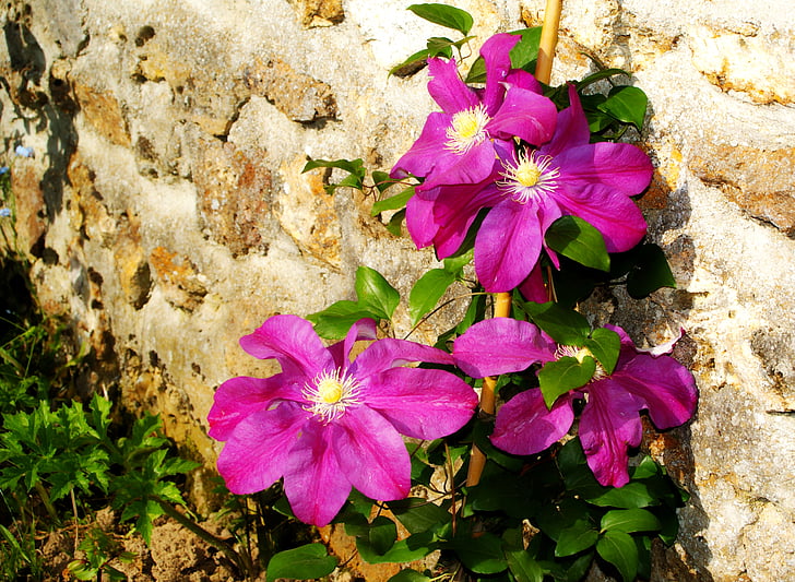 flowers, passionflower, purple, flowering, spring, nature, garden