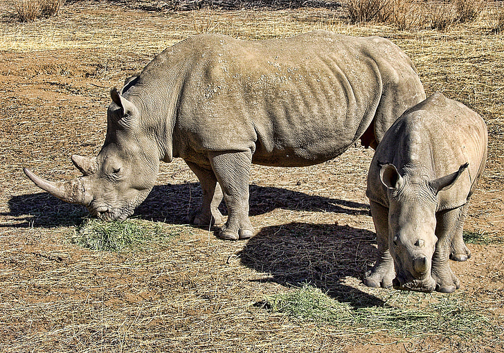 Rhino, Blanco, rinoceronte, salvaje, África, mamíferos, Cuerno de