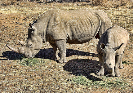Rhino, weiß, Nashorn, Wild, Afrika, Säugetier, Horn
