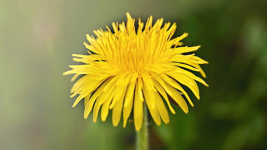 dandelion, flower, blossom, bloom, yellow, pointed flower, nature