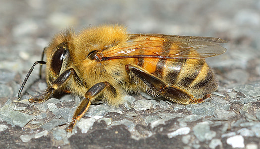 昆虫, ハチ目, api, ミツバチ