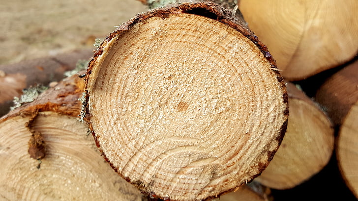 logs, savet, træindustri, træ, savværk, Log, tømmer