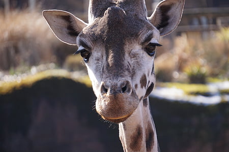 girafa, jardim zoológico, mamífero, cabeça, pescoço, animal, natureza