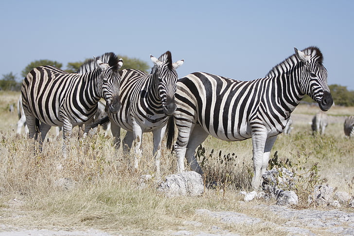 Namibie, Národní park Etosha, Zebra, Příroda, Wild, zvířata, Safari