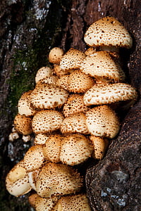 podzim, parta, detaily, Les, houby, houby, Skupina