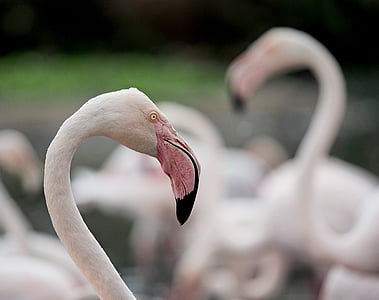 Flamingo, portrét, plameňák, Phoenicopterus roseus, pták, růžová, brodění