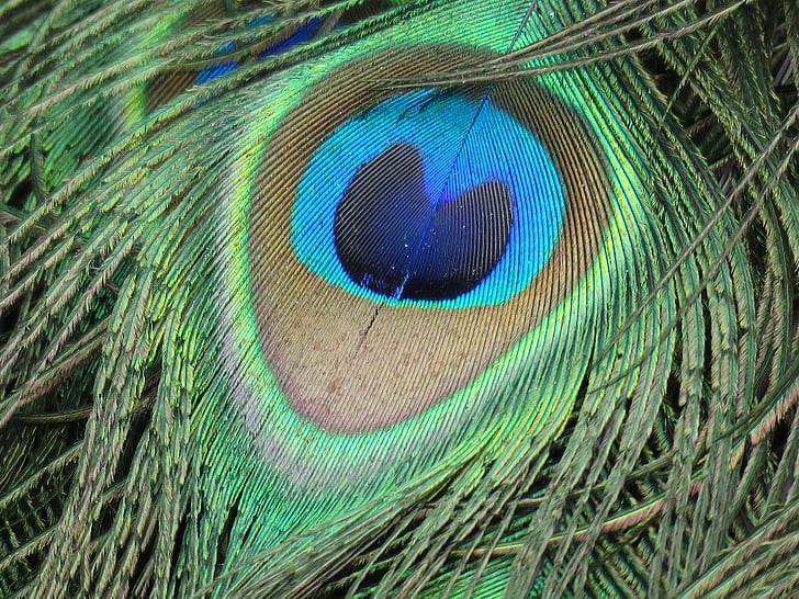 peacock, feather, peacock feather, green, bird, peafowl, colorful
