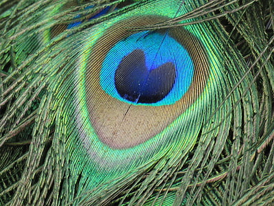 pavone, piuma, piuma del pavone, verde, uccello, pavone, colorato