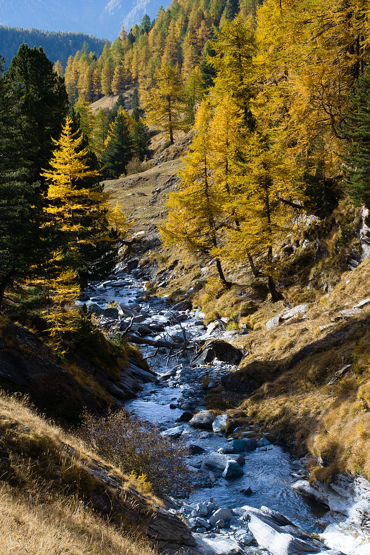 leaves, autumn, forest, mountain, trail, orange, yellow
