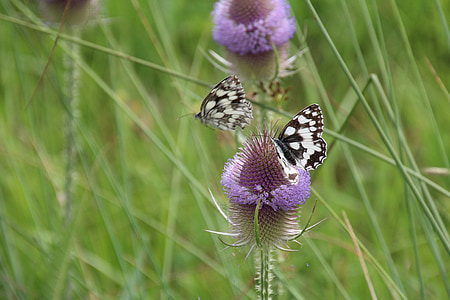 thistle, butterfly, flower, insect, nature, thistle flower, green