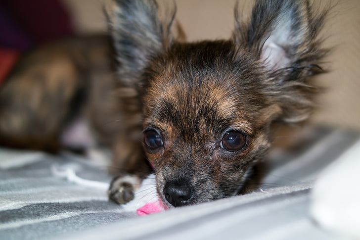 chihuahua, dog, puppy, baby, play, young, cute