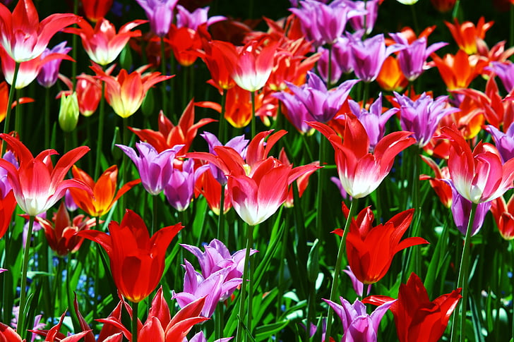 triumph tulips, tulips, red, yellow, grass, green, flowers