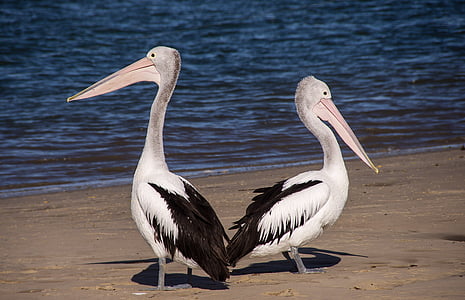 пеликани, море, плаж, птица, Черно, бяло, пера
