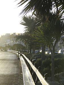 Promenade, mesto pri mori, lavičke v parku, Dovolenka, Palm, Back light, Wales