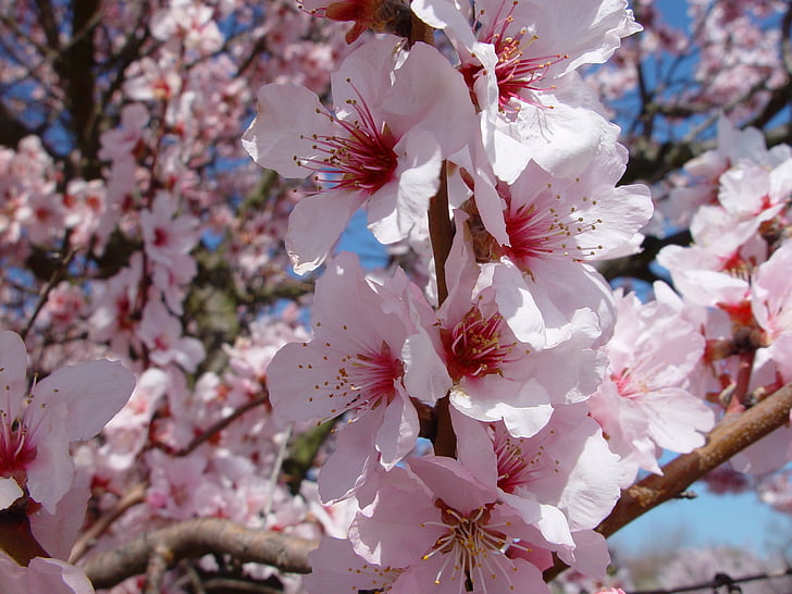 mandulás blossom, Sachsen, tavaszi, gimmeldingen, természet, fa, rózsaszín