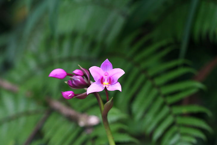 orquídea, tropical, Guadalupe, flor, pétala, fragilidade, frescura