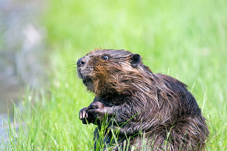 Beaver, vijver, dieren in het wild, aquatische, schattig, natuur, water