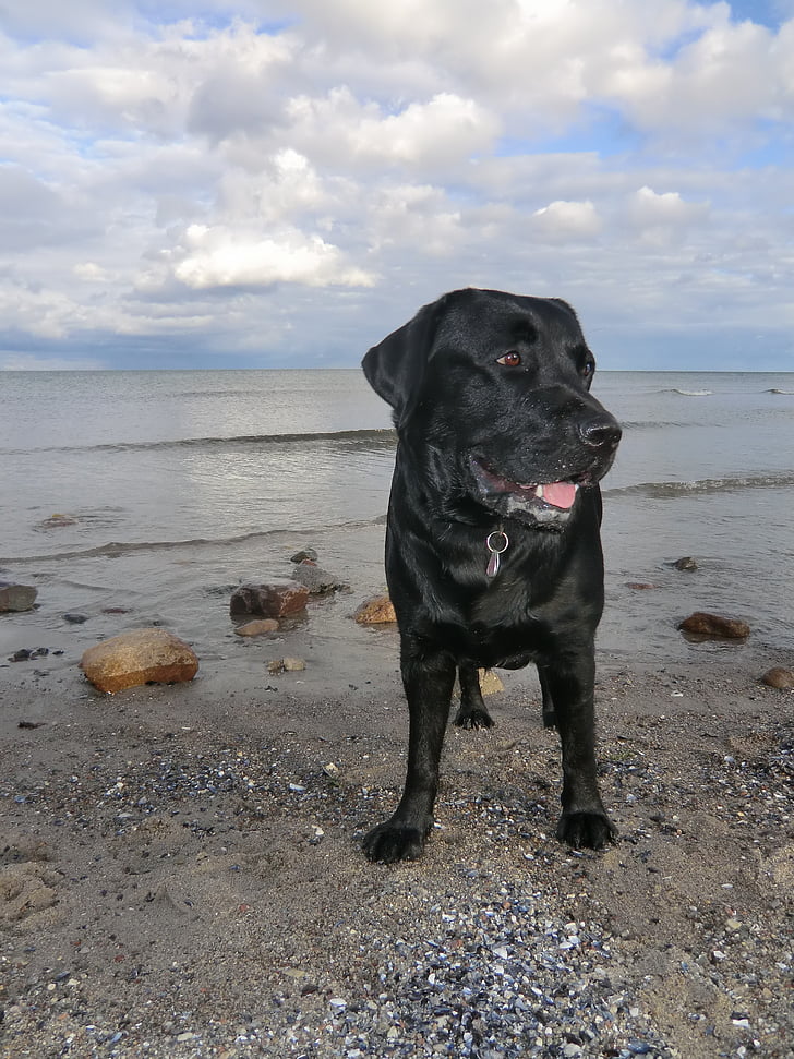 Labrador, hunden, kjæledyr, dyr, sjøen, stranden