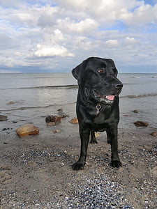 Labrador, chien, animal de compagnie, animal, mer, plage