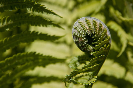 fern, fiddlehead, green, plant, vascular cryptogams, summer, nature
