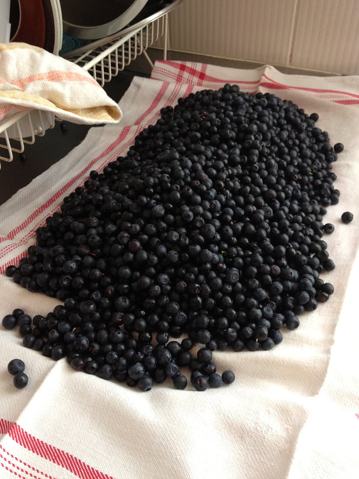 blueberries, berries, food, forest, vitamin, organic, raw