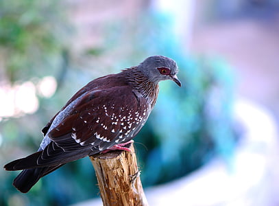 speckled pigeon, pigeon, bird, perch, nature, wildlife, animal