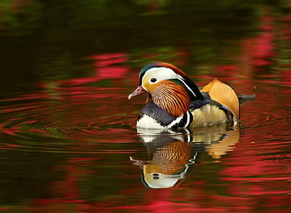 mandarin, duck, isabella, plantation, water, azalea, reflection
