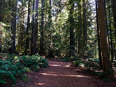 vörösfenyő, elérési út, természet, erdőben, ősi, California