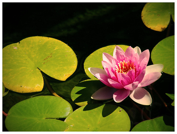 Lily, lily air, merah muda, air, bunga, perairan, Blossom