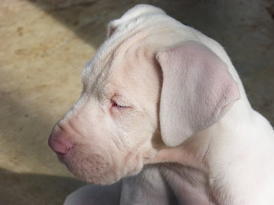 щенок, собака, Великий датчанин, белая собака, очаровательны, домашнее животное