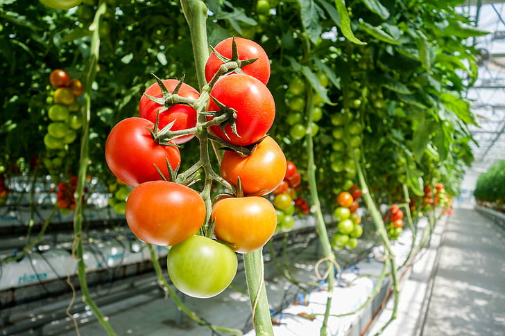 pomidorų, šiltnamio efektą sukeliančių