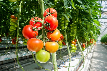 paradajka, skleníkových
