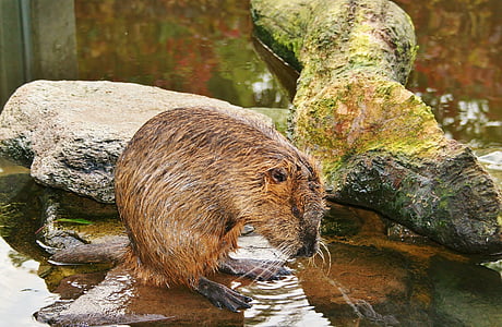Beaver, rozătoare, animale acvatice, rat, animale, faunei sălbatice, natura