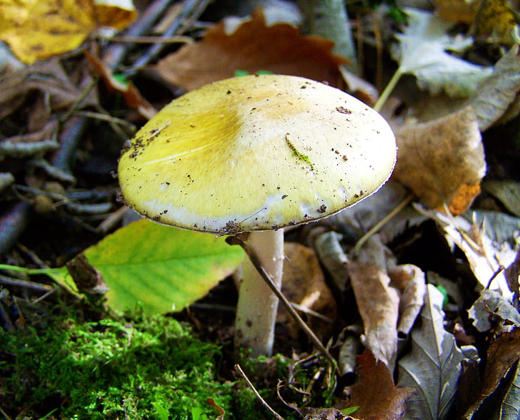 jamur, putih-kuning, hutan