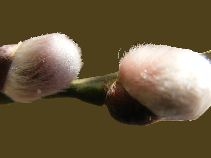 Pussy willow, weiche, flauschige, Frühling