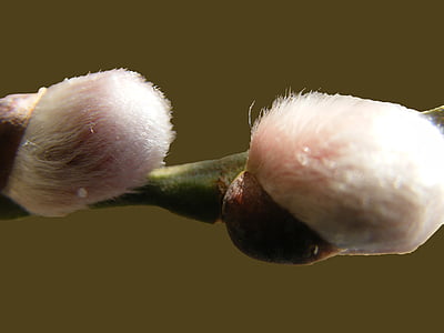 Pussy willow, měkké, nadýchané, jaro