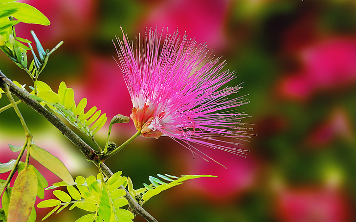 Mimosa, fiore, natura, fiore rosa peloso, esotici, pianta