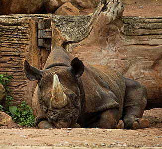 rhino, horn, lying, pachyderm, close, head, animal