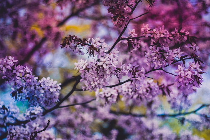 purple, flowers, blossoms, trees, leaves, branches, nature