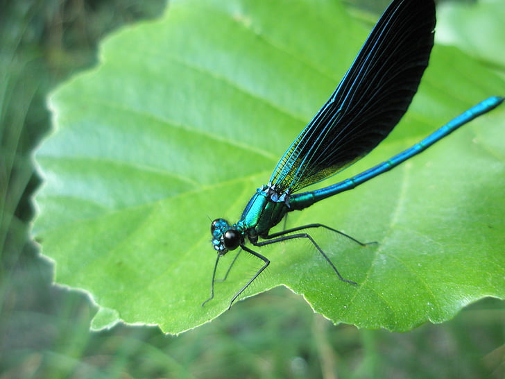 Dragonfly, hmyz, zvířata, Příroda